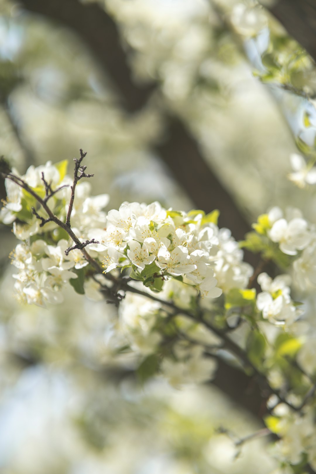 white flowers with green leaves