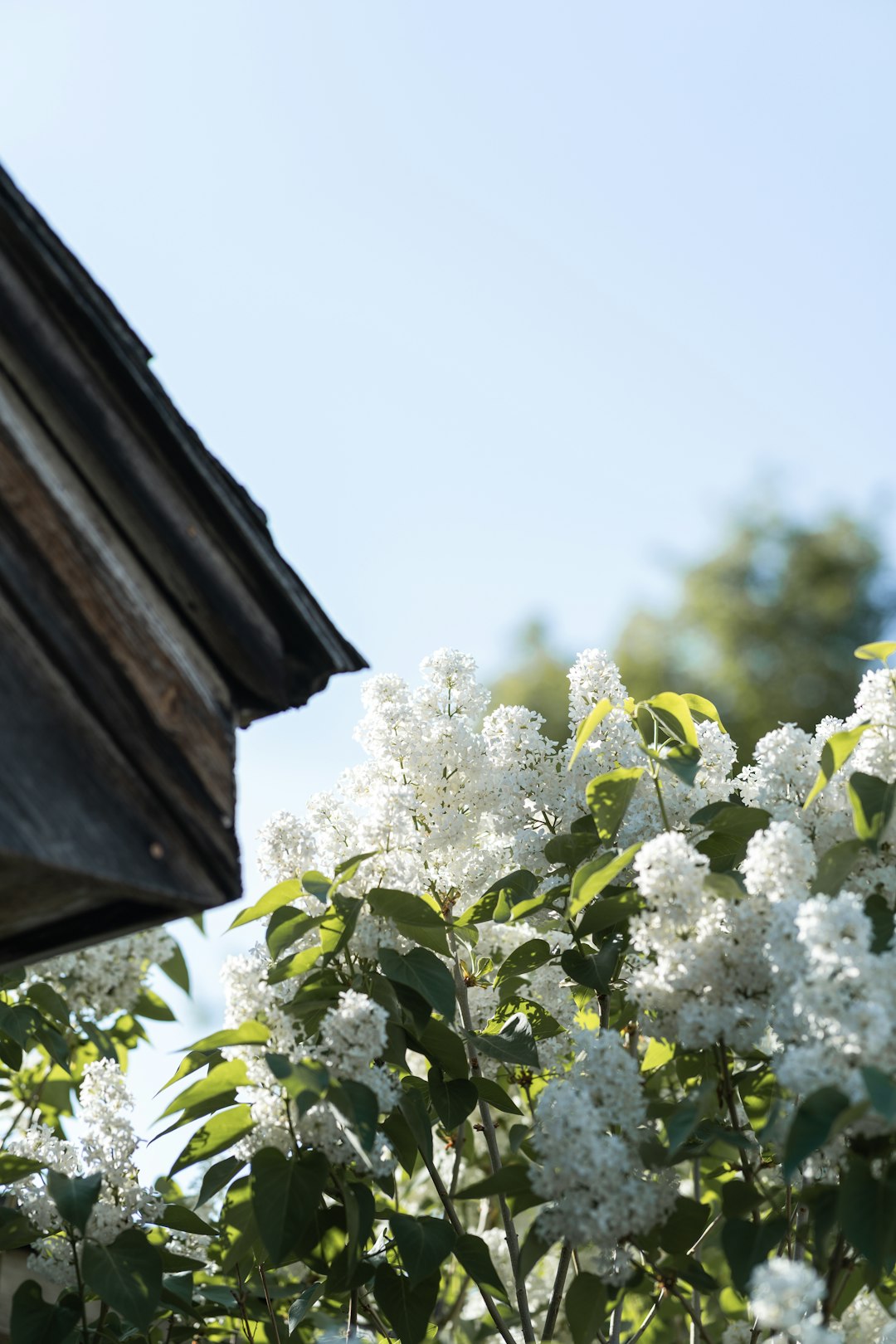 white flowers on brown wooden roof