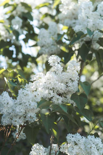 Delicate wildflowers blooming in a quiet meadow, embodying natural vitality.