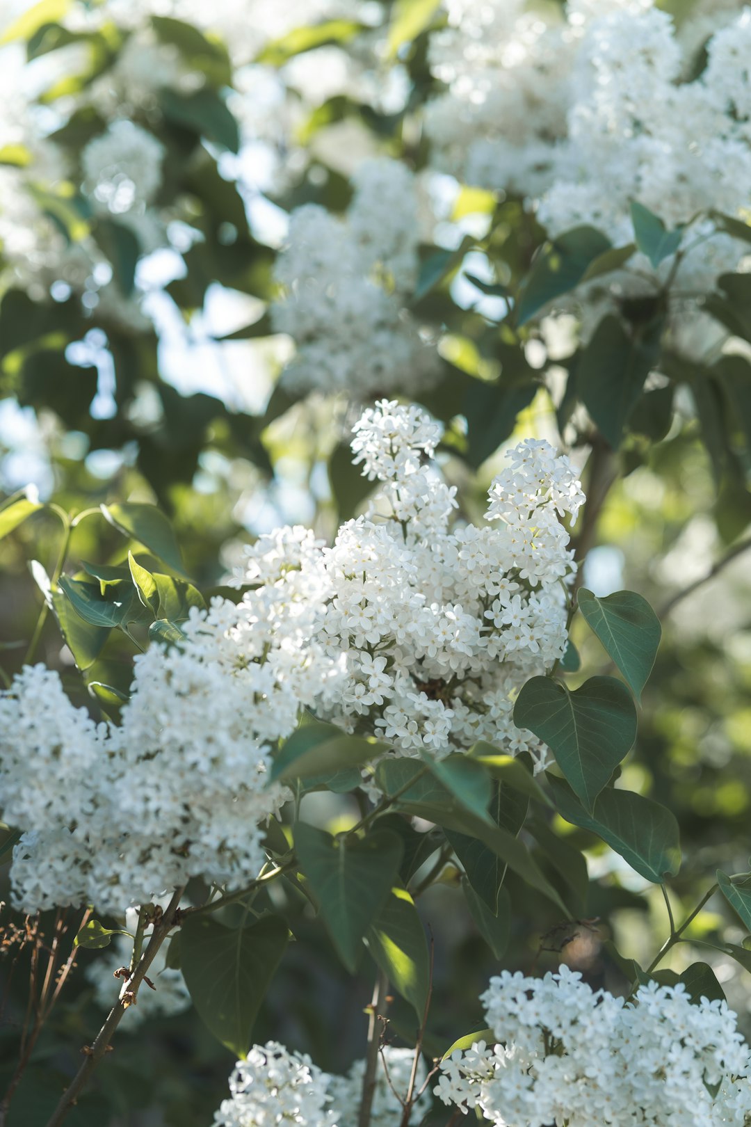 white flowers on green leaves