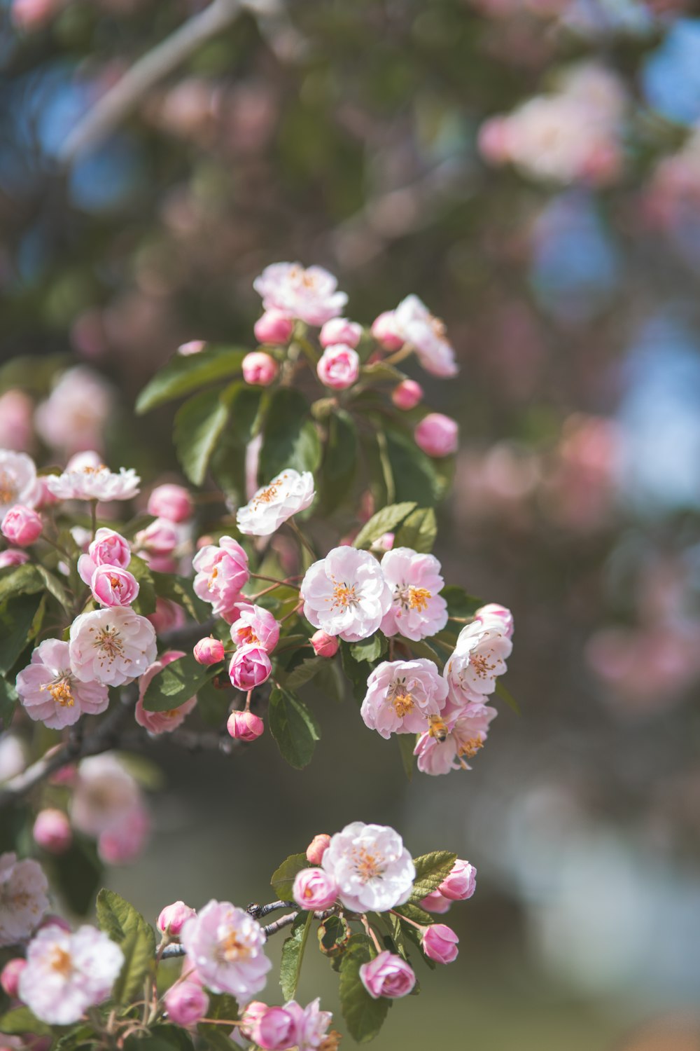 pink and white flowers in tilt shift lens