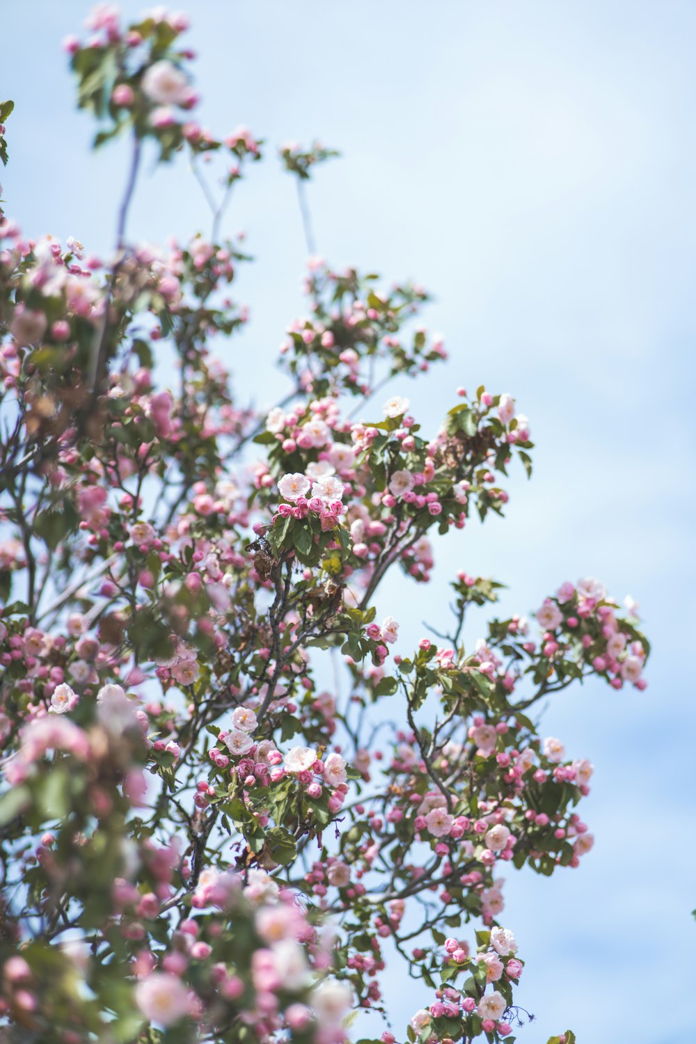 pink flowers with green leaves under blue sky and white clouds during daytime