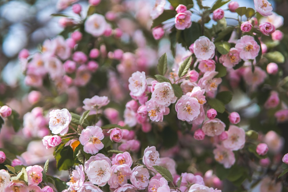 pink and white flowers in tilt shift lens