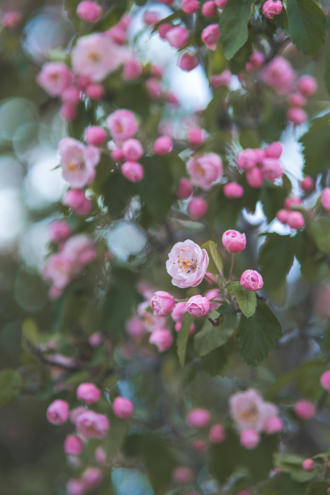 pink and white flower in tilt shift lens