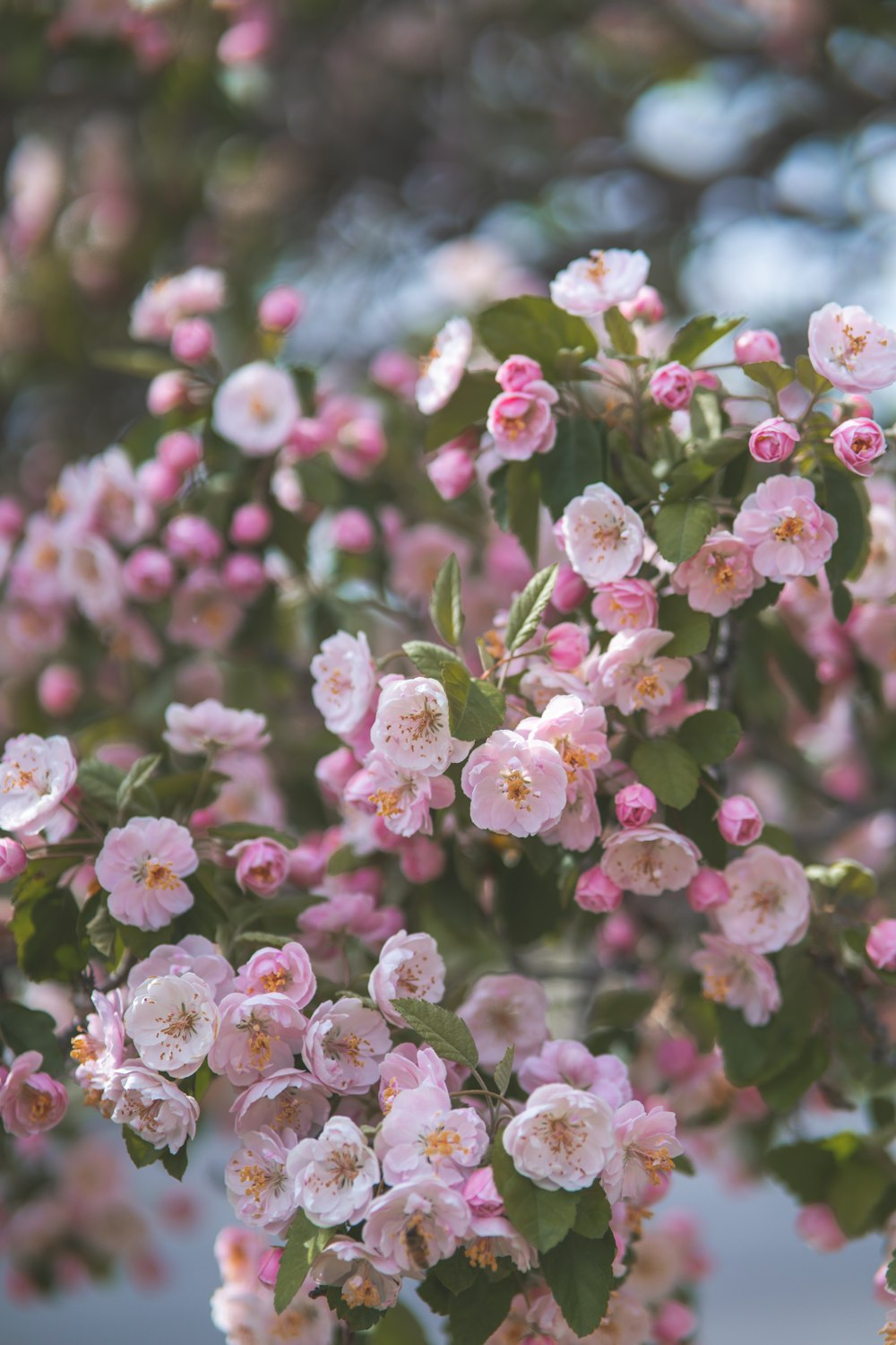 pink and white flowers in tilt shift lens