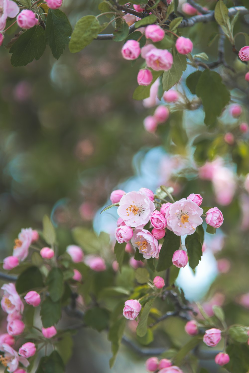 pink and white flower in tilt shift lens