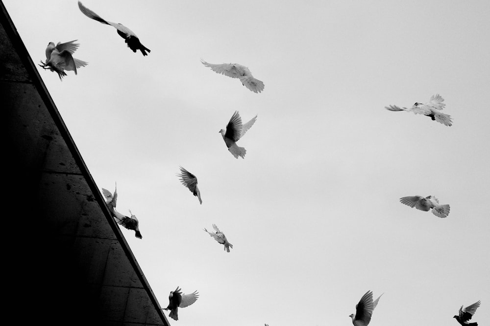 birds flying on the sky during daytime