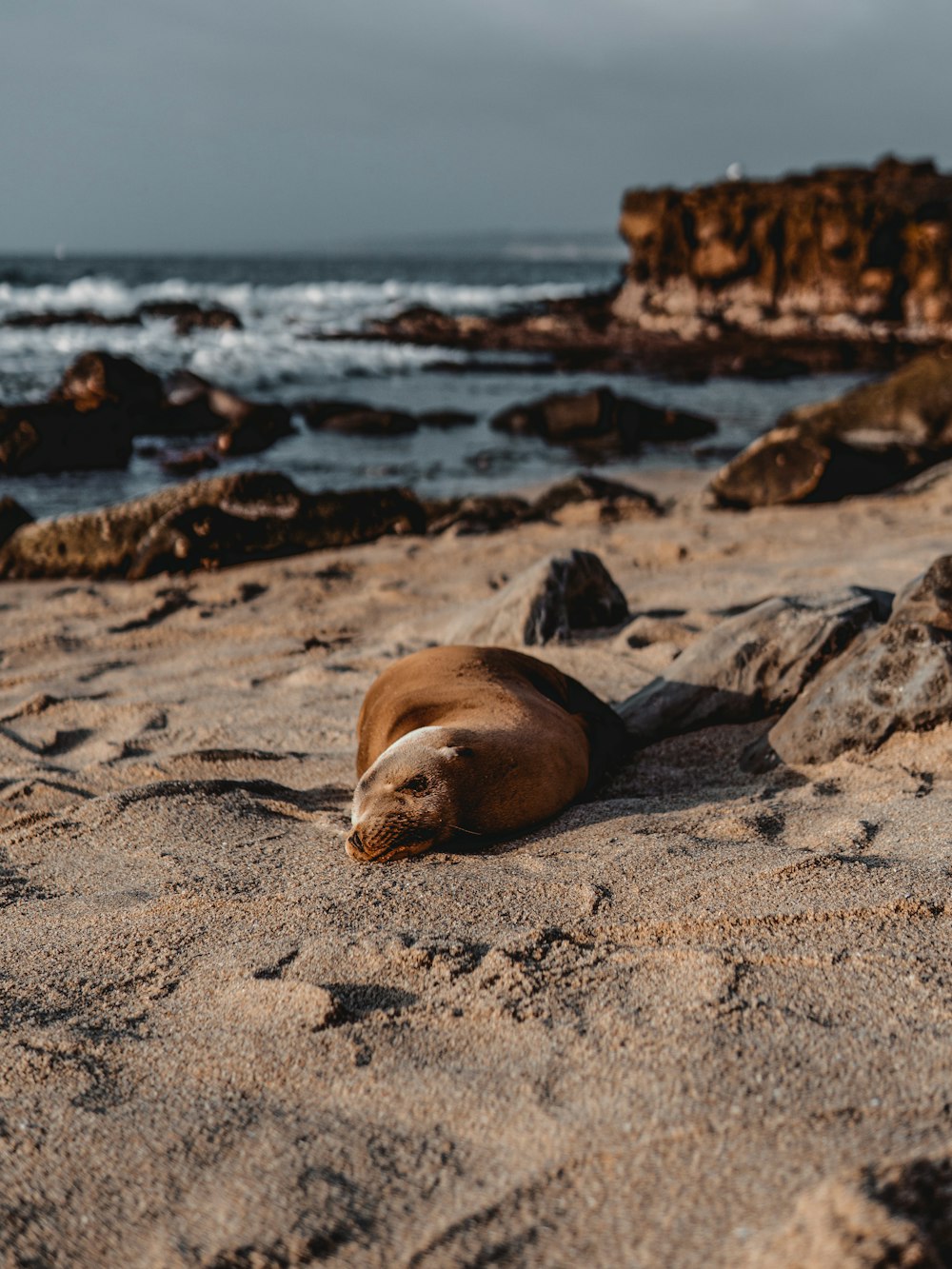 brown seal on brown sand near body of water during daytime