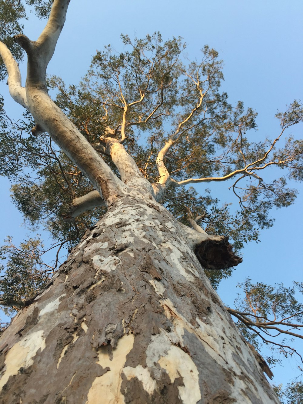 low angle photography of brown tree