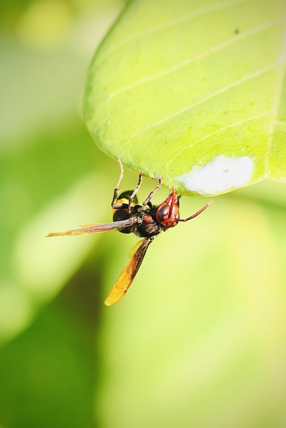 black and brown fly on green leaf