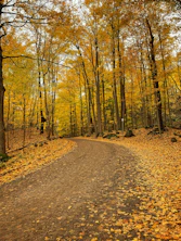 brown dirt road in between trees during daytime