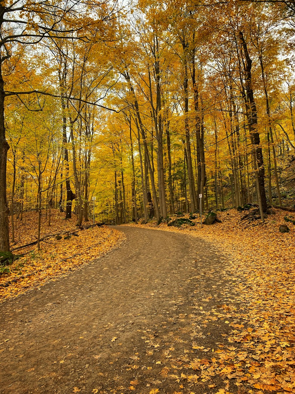 brown dirt road in between trees during daytime