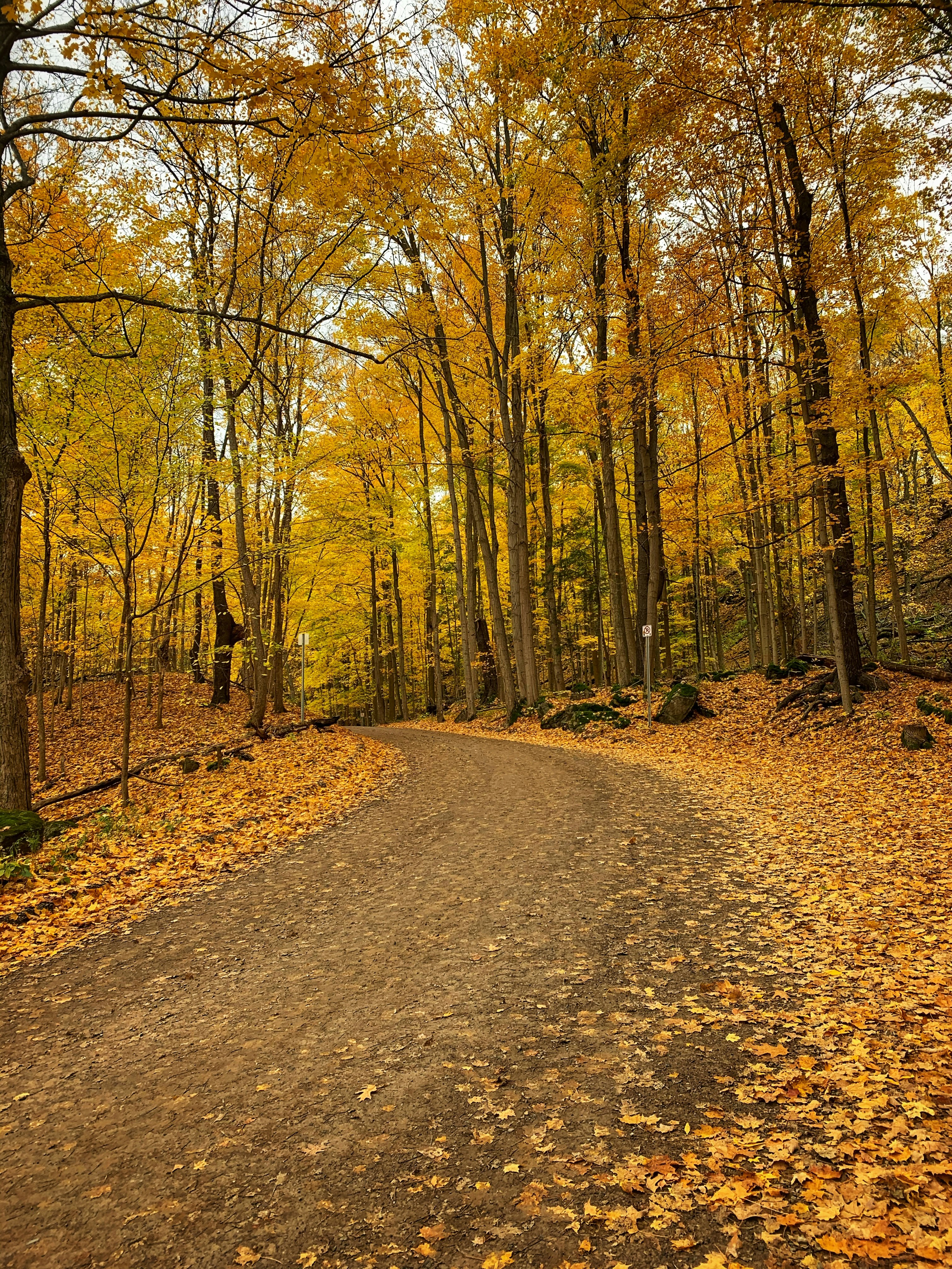 Cyclist seen from behind riding down a forested trail in golden light