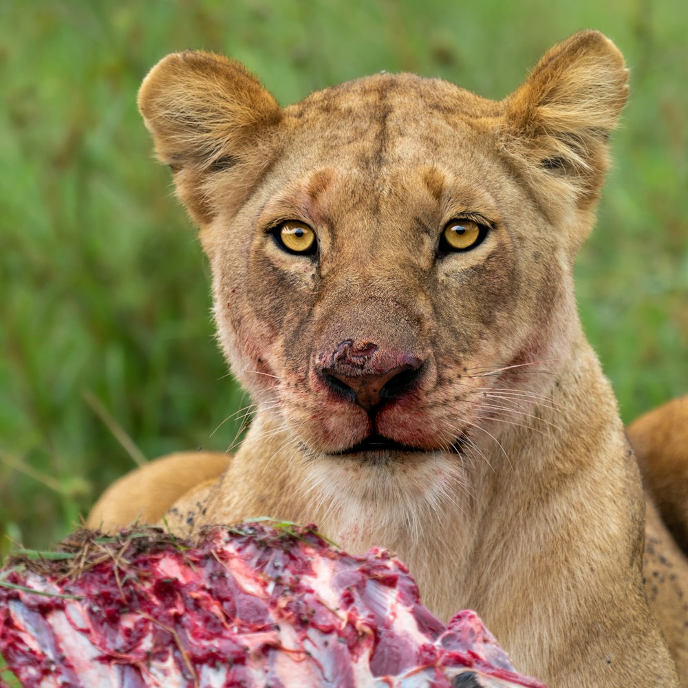 brown lioness on green grass during daytime