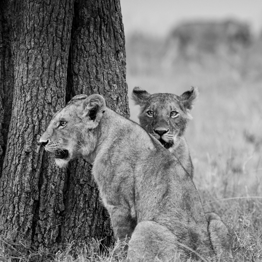 grayscale photo of 2 lion cubs on tree trunk