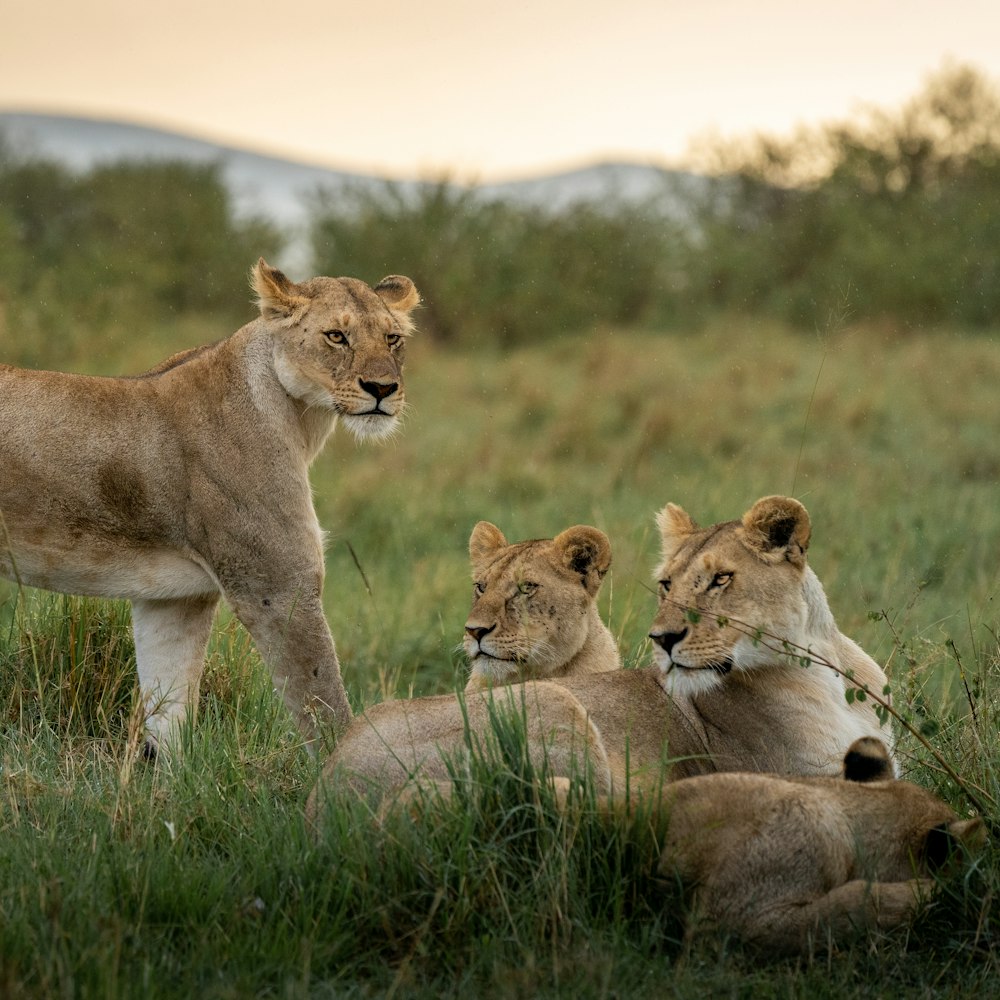 brown lioness on green grass during daytime