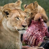 brown lioness lying on ground during daytime