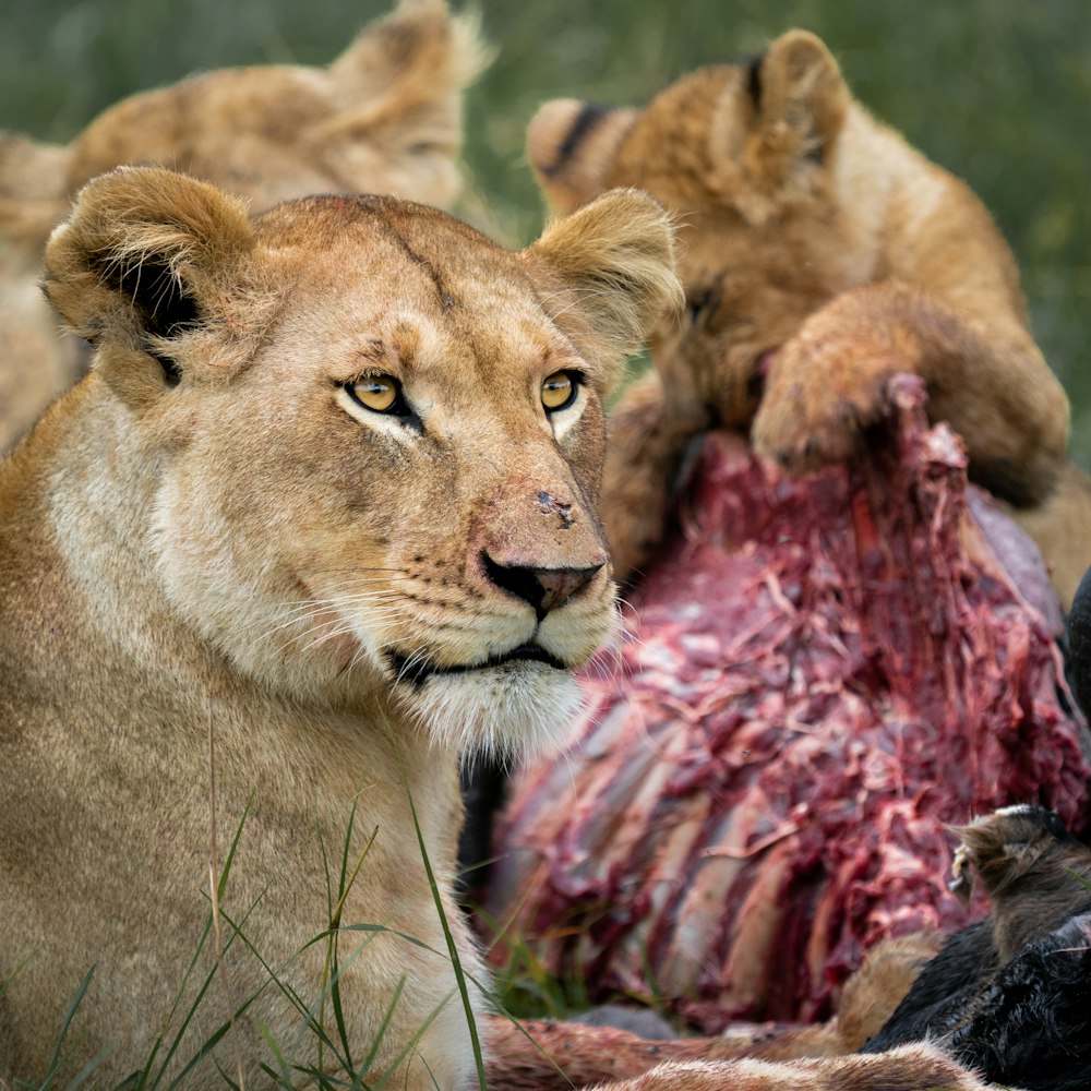 brown lioness lying on ground during daytime