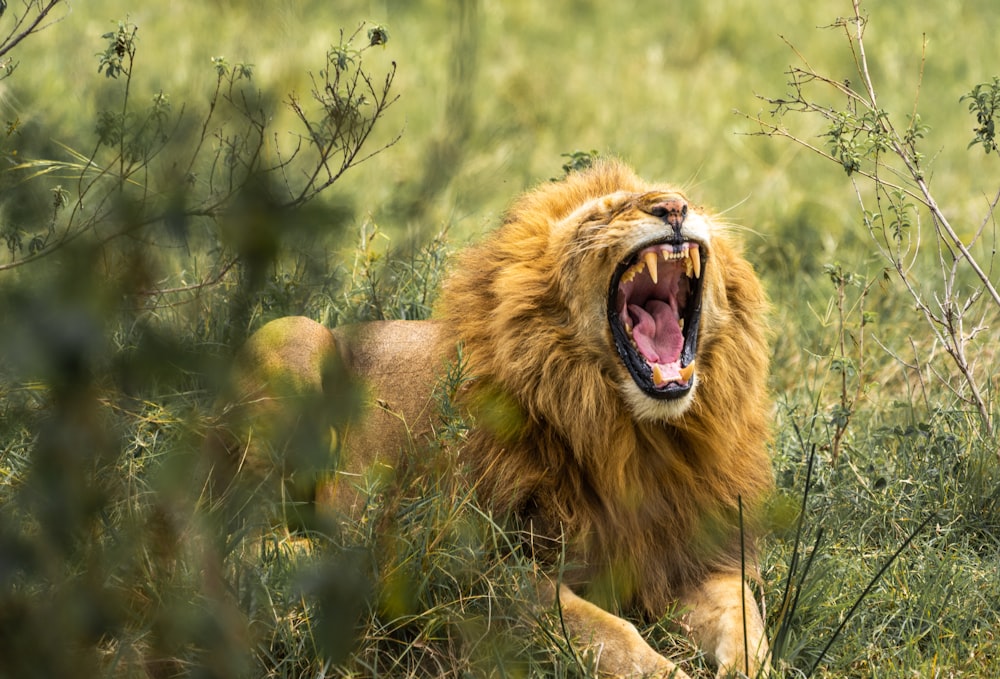 lion on green grass field during daytime