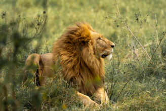 lion and lioness on green grass during daytime