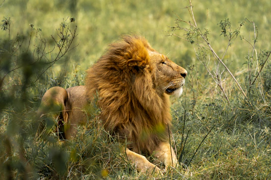 lion at the distance looking in the horizon 