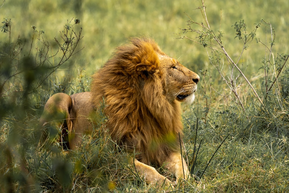 lion and lioness on green grass during daytime