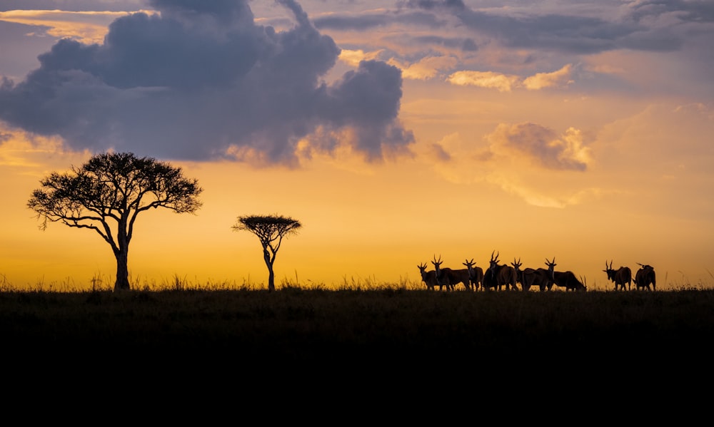 Silhouette der Bäume bei Sonnenuntergang