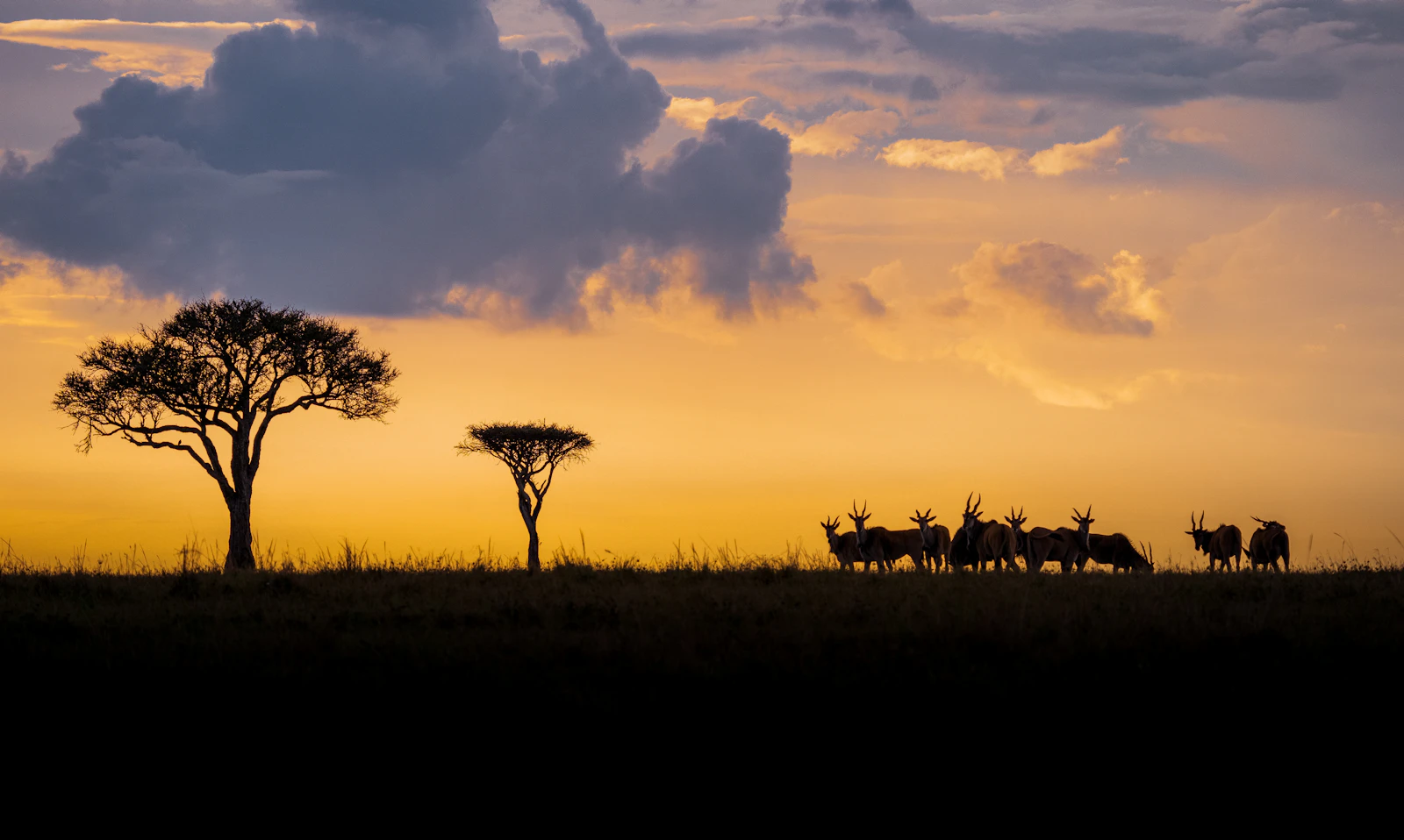 Reading the Mara Before Dawn