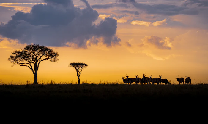 Silhouetted trees at sunset on the Maasai Mara savanna, Kenya