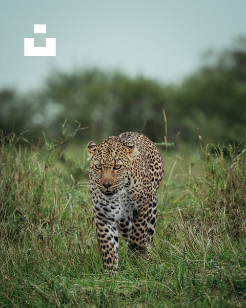Royalty-Free photo: Leopard walking green grass field during daytime