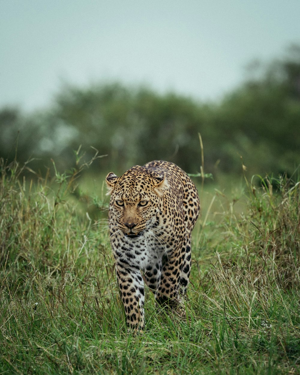 leopardo caminando en el campo de hierba verde durante el día