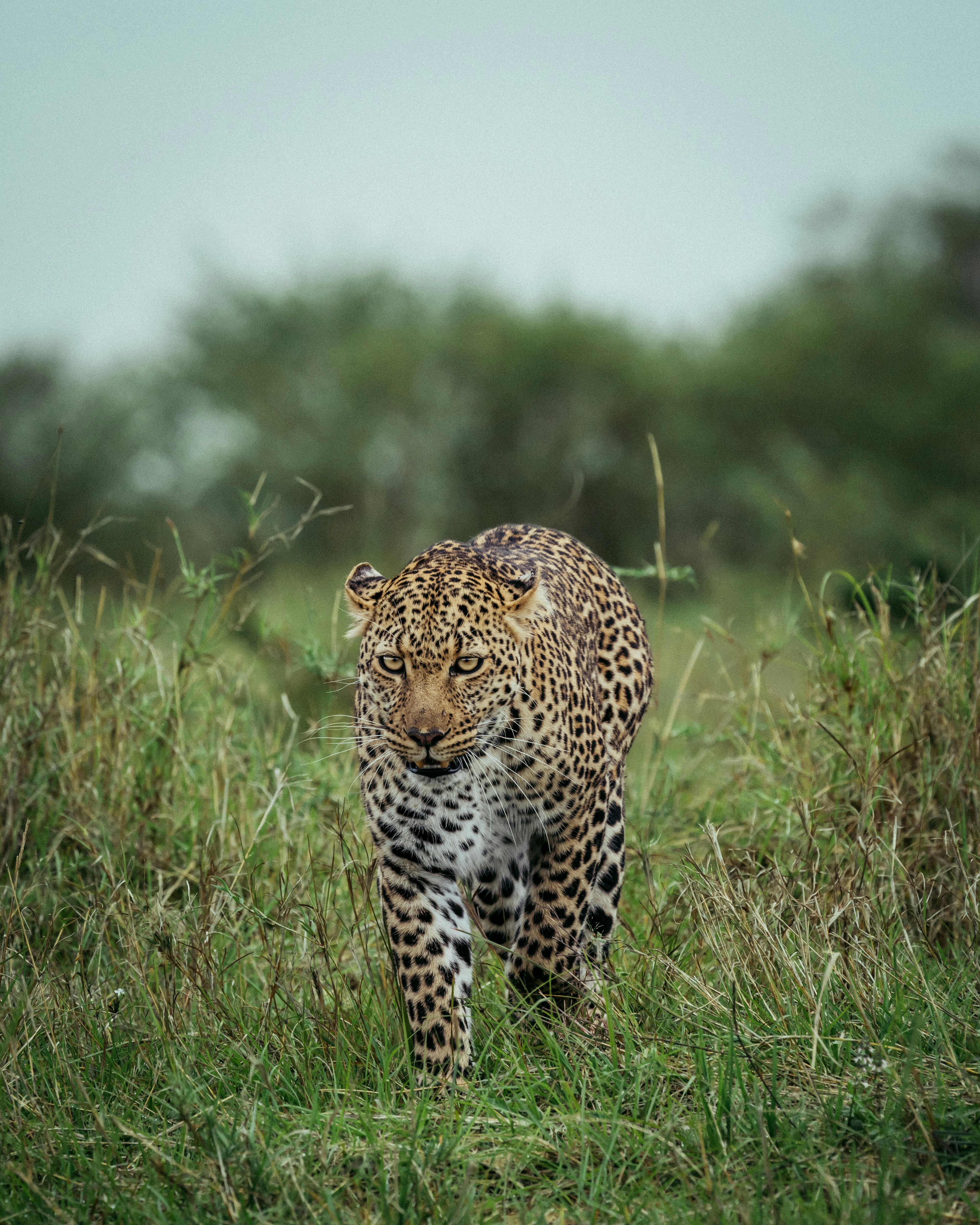 leopard walking on green grass field during daytime