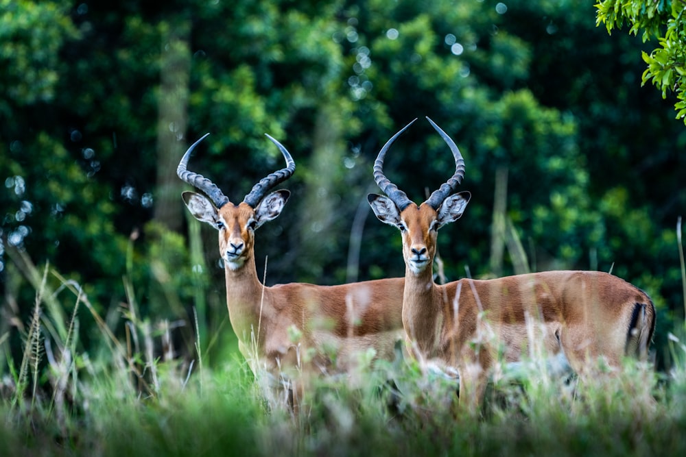 brown deer on green grass field during daytime