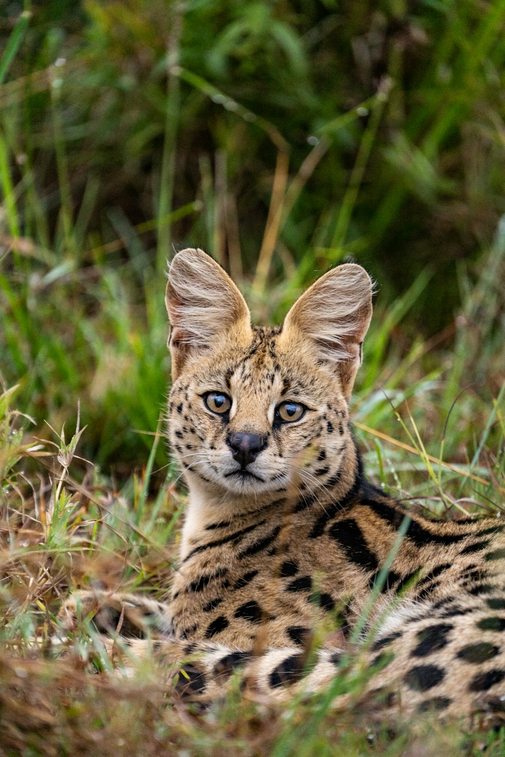 brown and black leopard on green grass during daytime