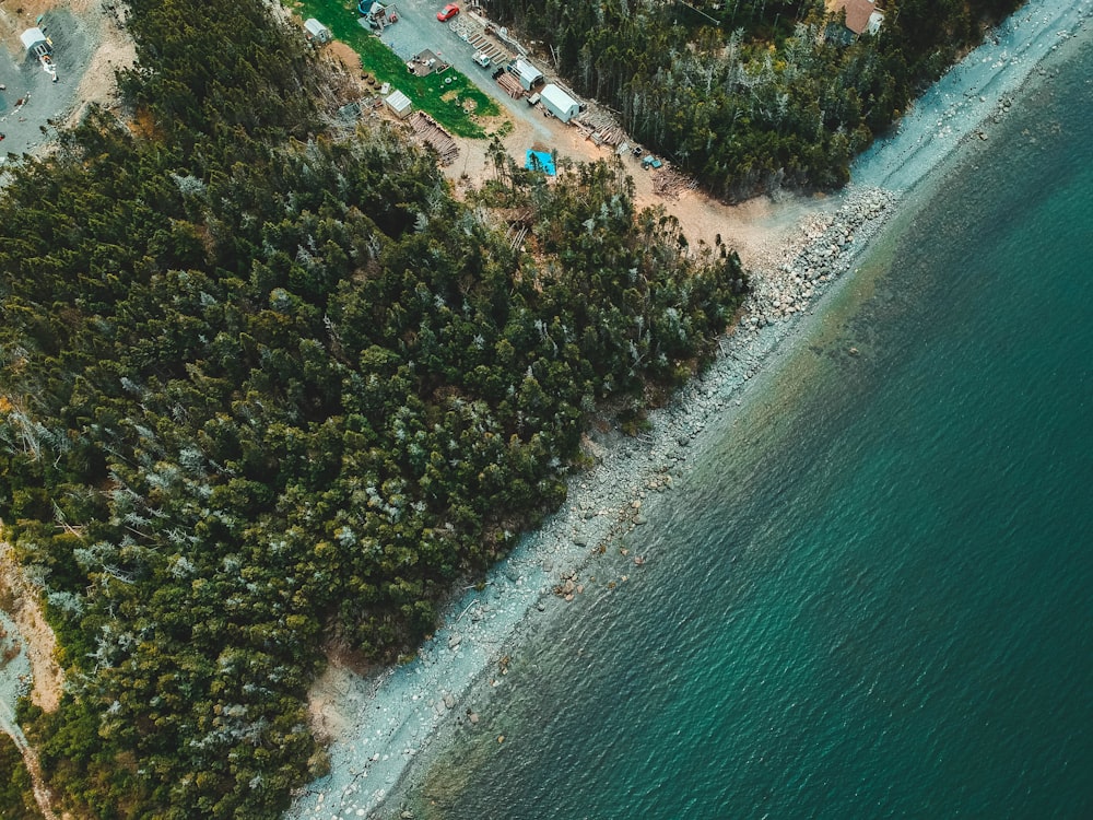 aerial view of green trees beside body of water during daytime