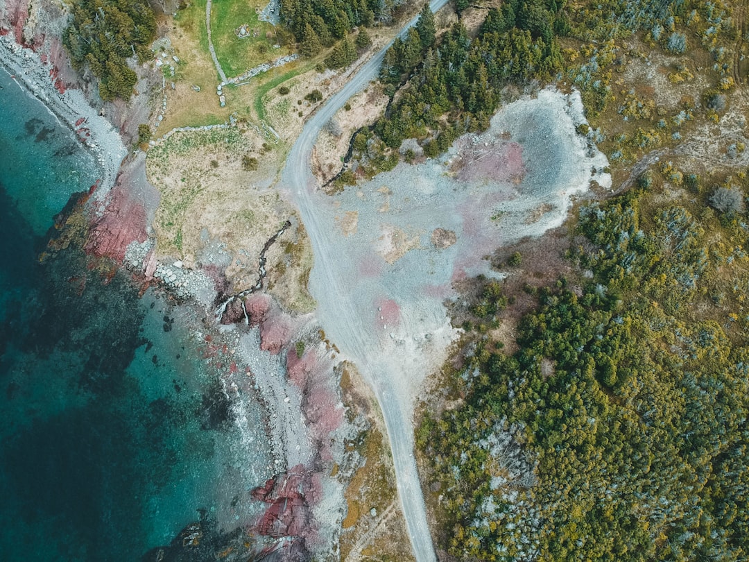 aerial view of green trees and body of water