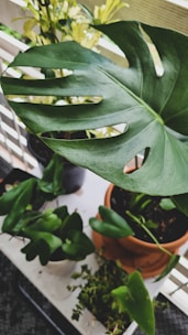 A close-up of a vibrant green monstera leaf with its signature split pattern, sitting in a rustic terracotta pot.