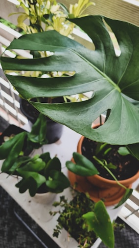 A striking monstera with iconic split leaves displayed beside a small wooden crate with gardening tools.