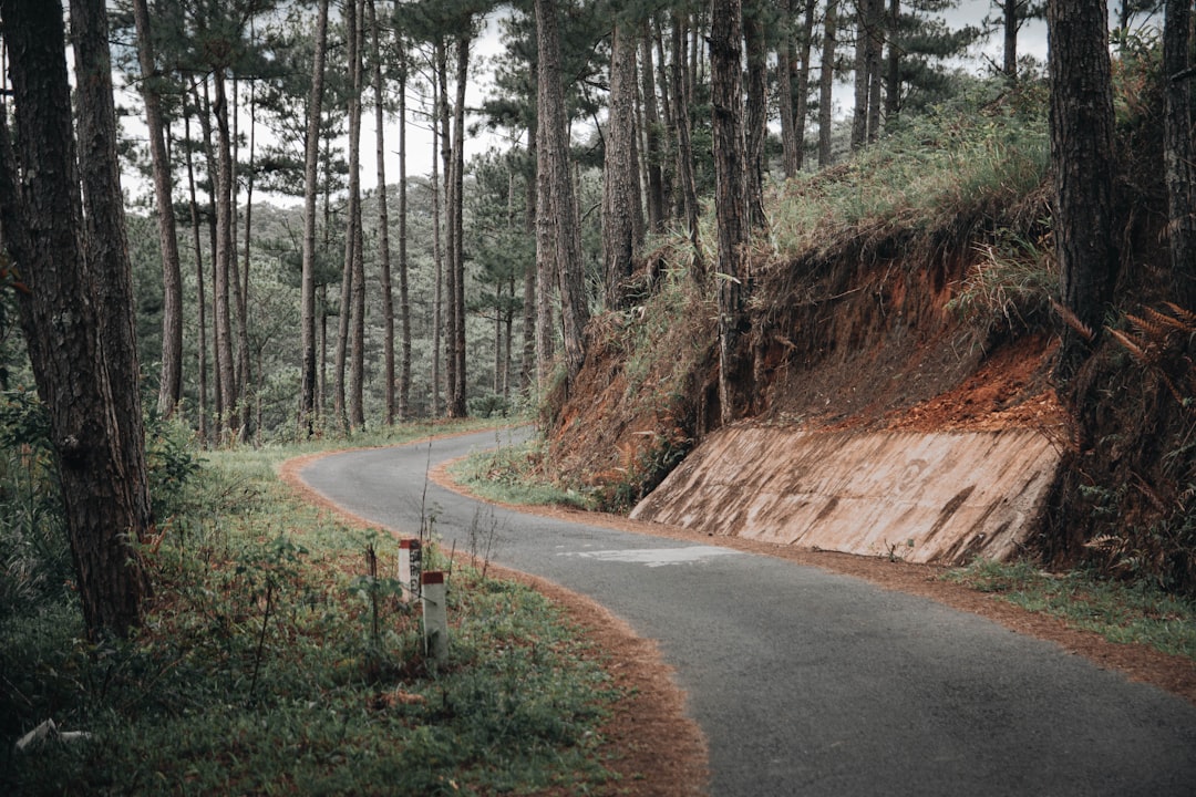 gray concrete road in between trees during daytime