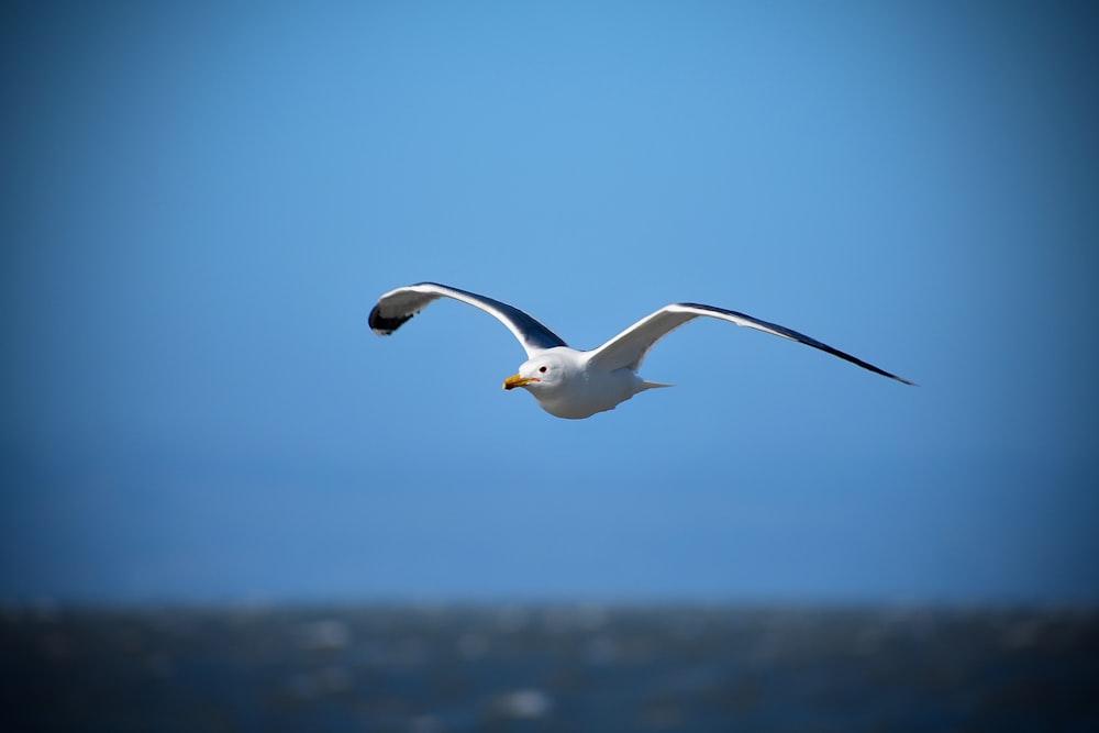 white bird flying during daytime