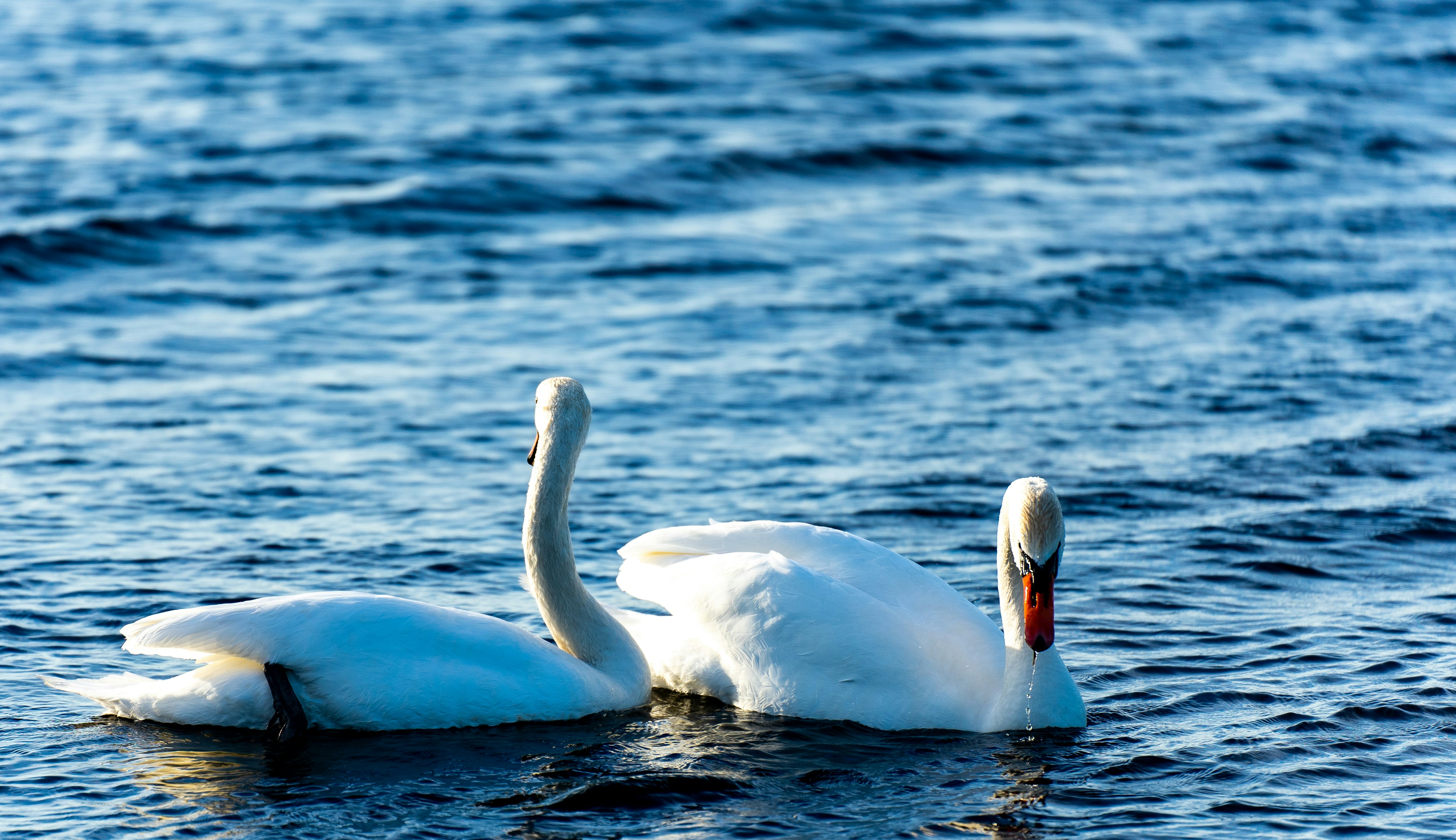 Photo by sergejs_horoshman