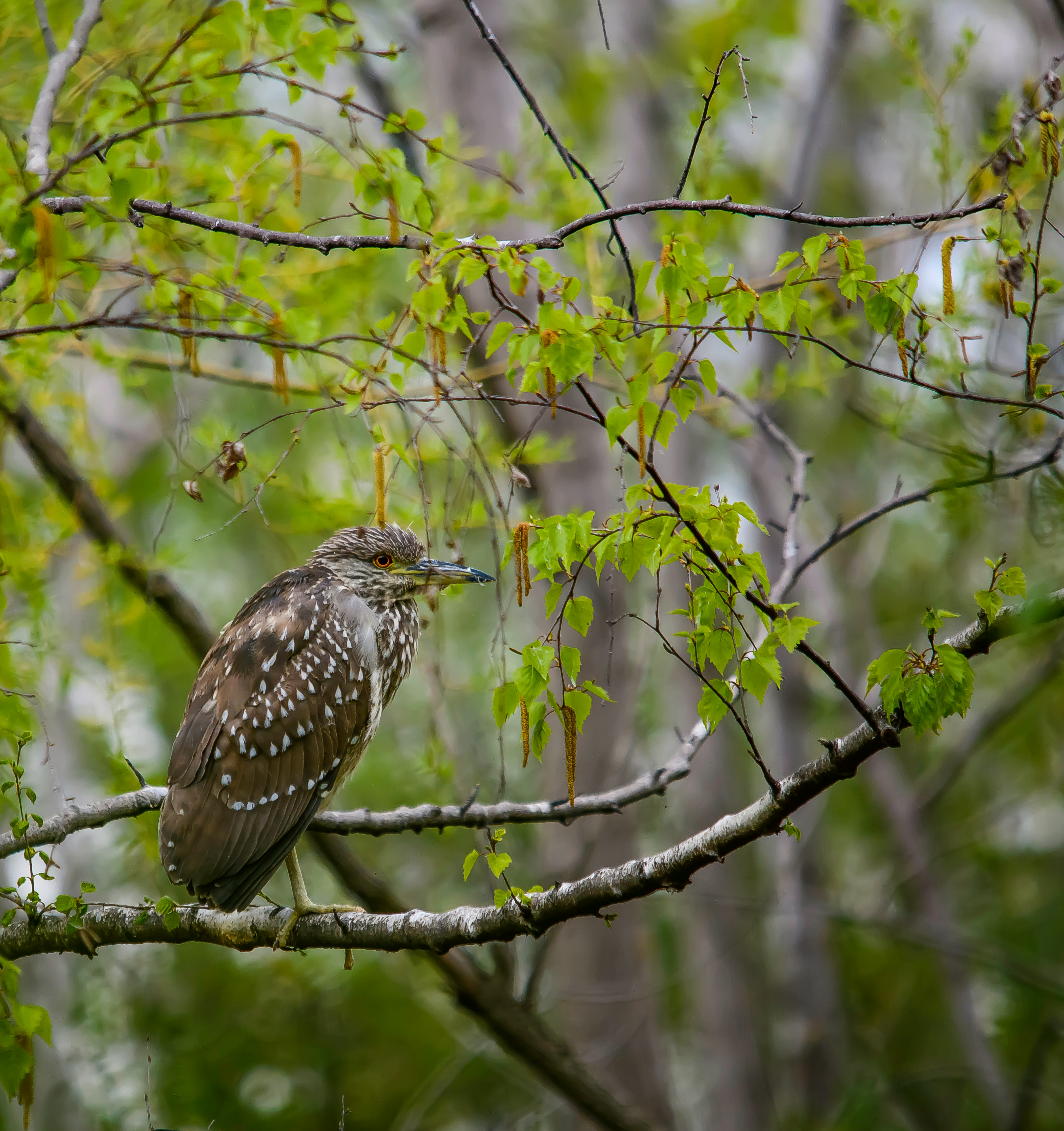 black bird on tree branch during daytime