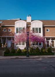 purple and white tree near brown concrete building during daytime