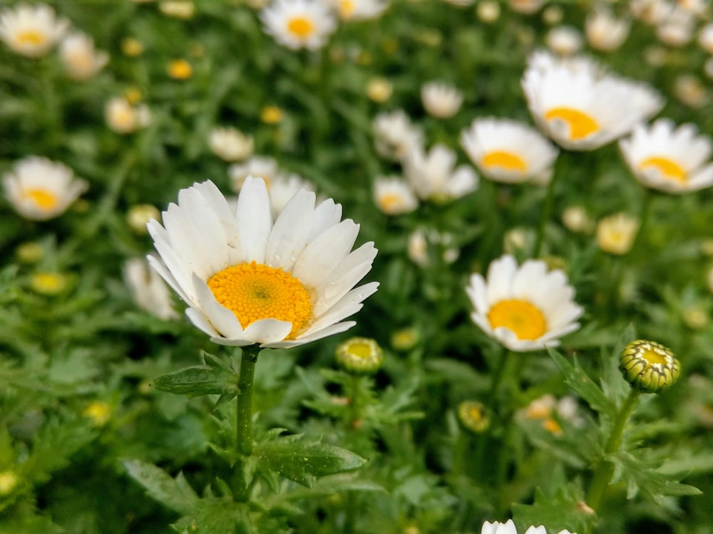 white daisy flowers in bloom during daytime