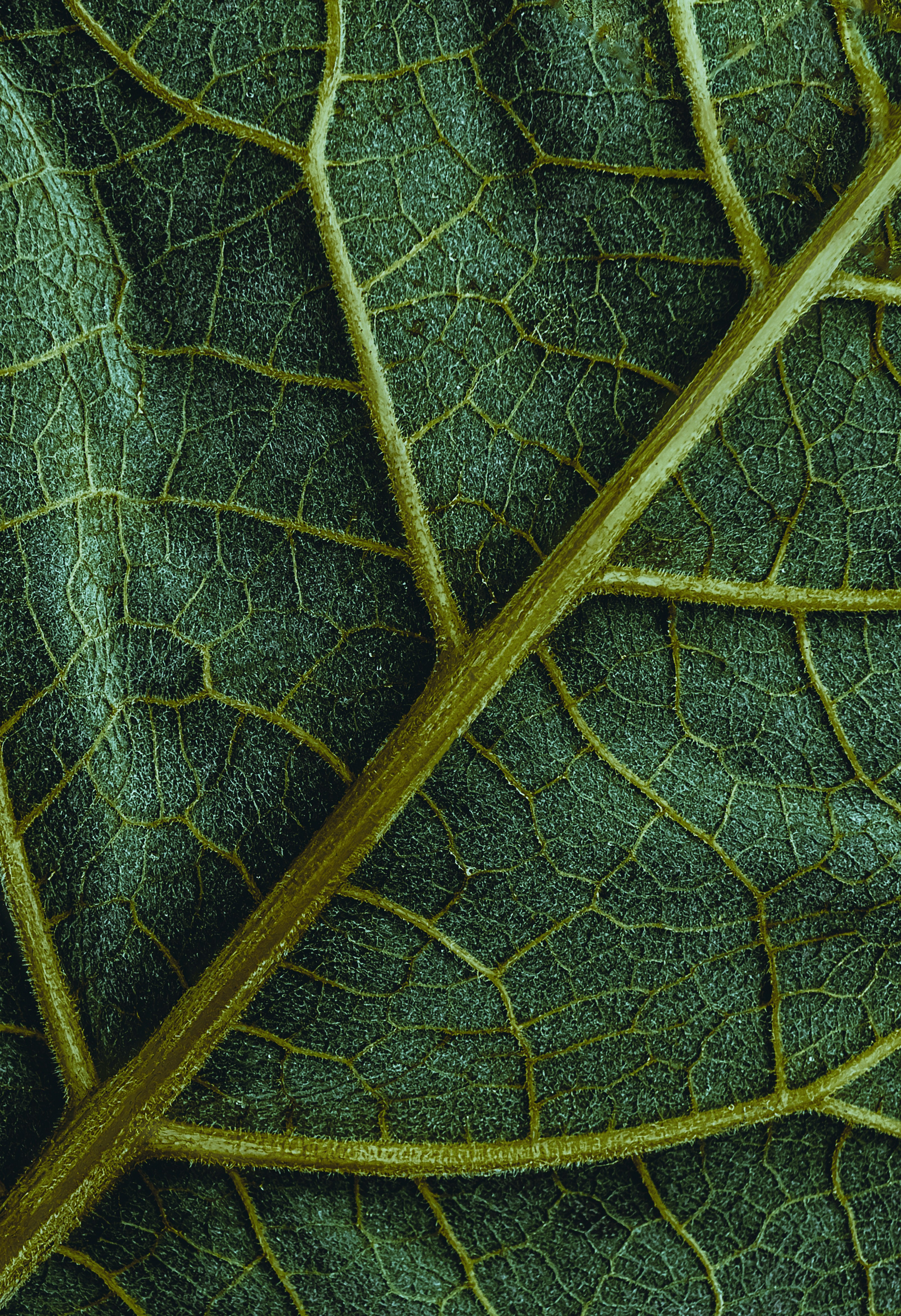 Photo by itsomidarmin