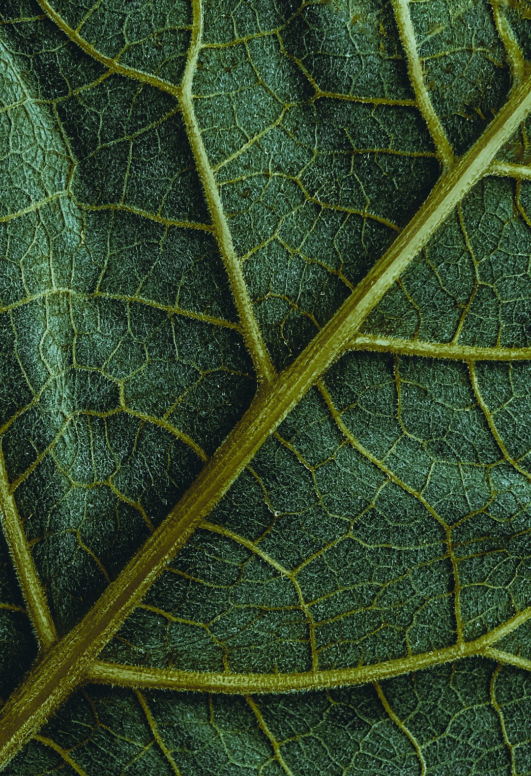 green leaf in close up photography