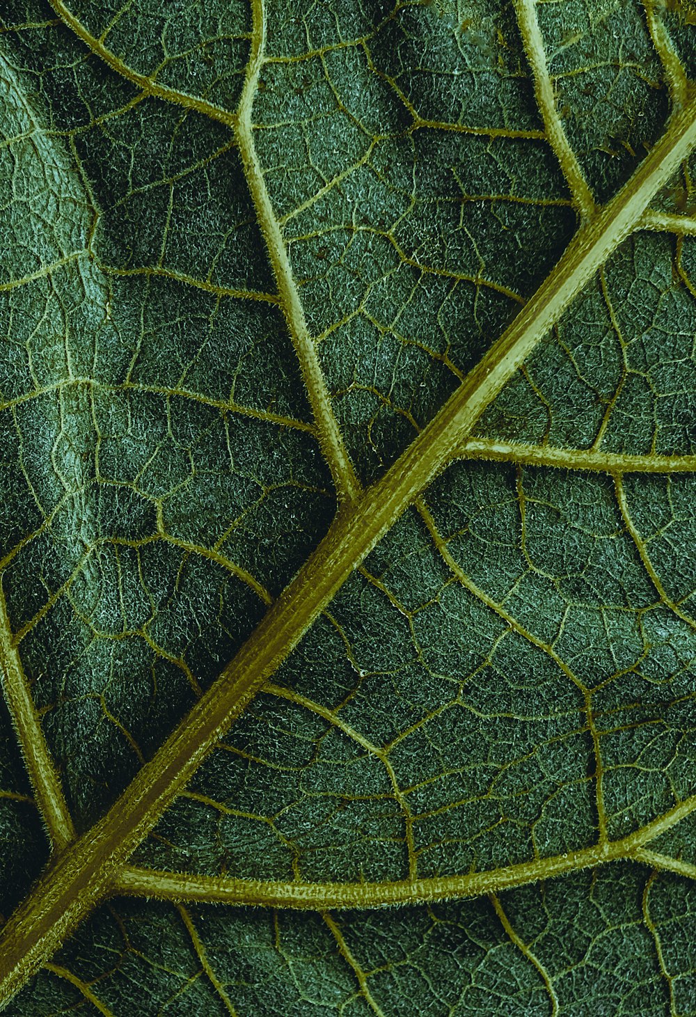 foglia verde in primo piano fotografia