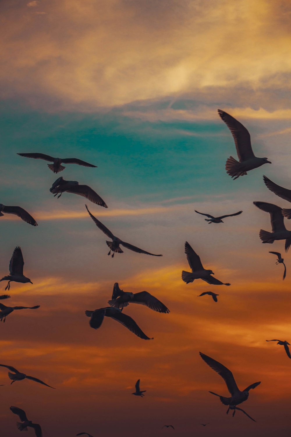 bandada de pájaros volando bajo el cielo azul durante el día