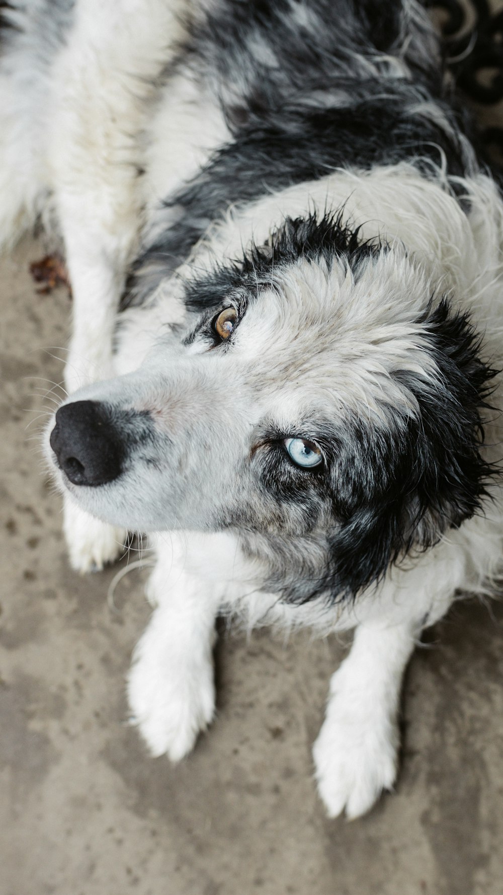 Foto Perro de tamaño mediano de pelaje corto blanco y negro – Imagen Gris  gratis en Unsplash