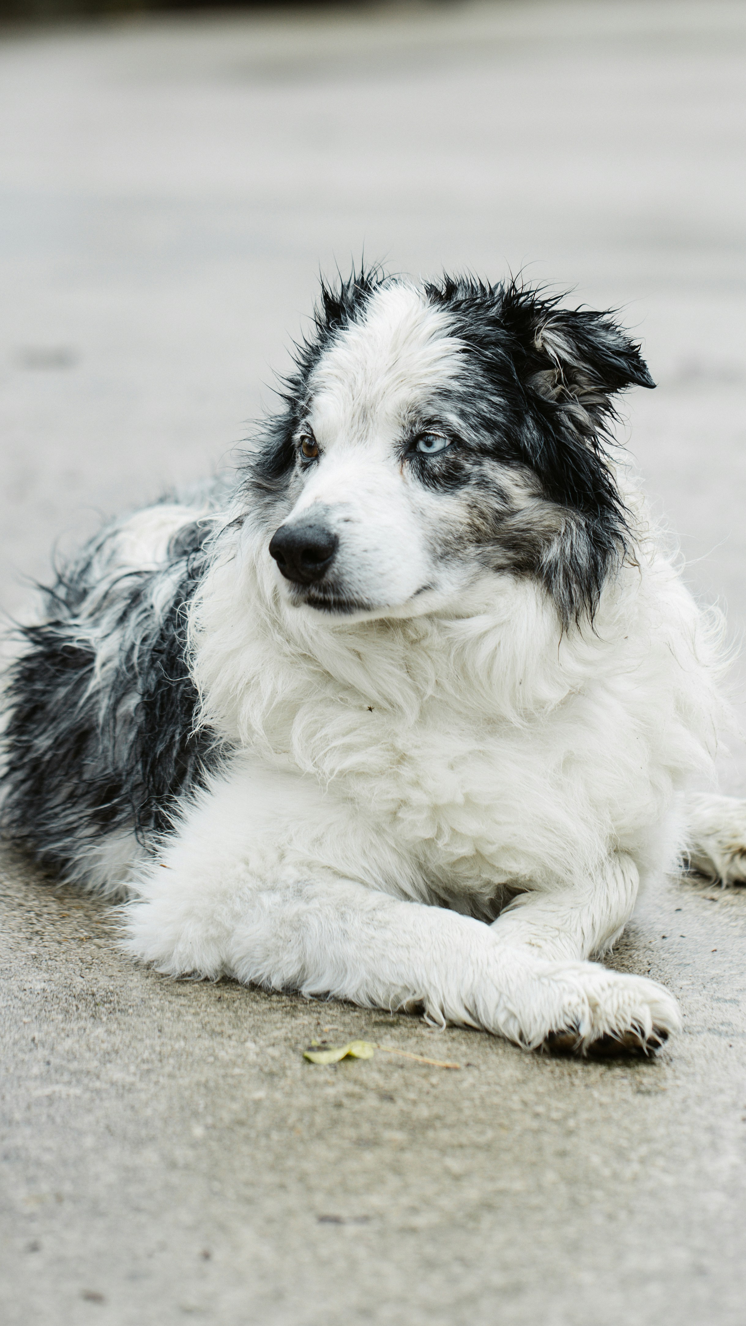White and black border collie mix puppy lying on the ground photo – Free  Dog Image on Unsplash, image size:3000x5333